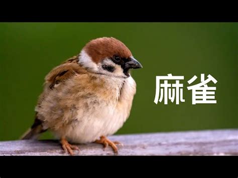 鳥飛入屋|【家裡出現鳥】家裡鳥進來有什麼好兆頭？自來鳥寓意大公開！